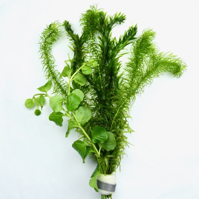 Goudviskombosjes gemengd